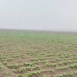 According to the weather forecast, it started raining, the potato farmers are worried:আবহাওয়ার পূর্বাভাস মিলে শুরু বৃষ্টি, দুশ্চিন্তায় আলুচাষিরা